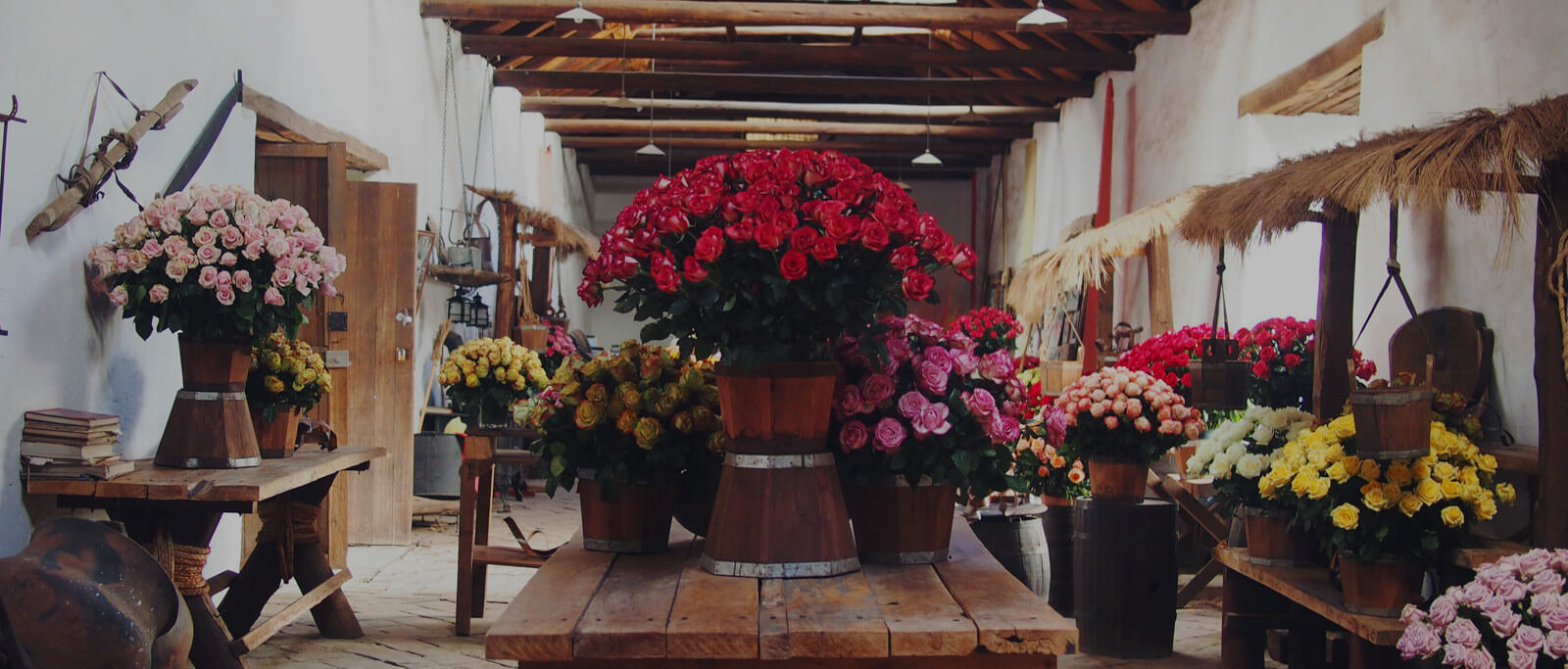 VIVAROSES Family Rose Farm
